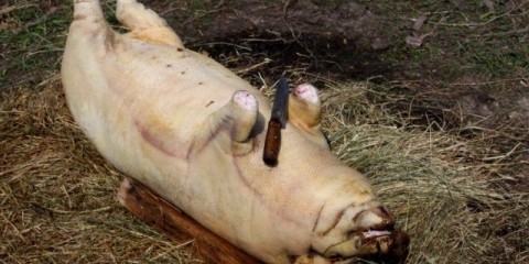 Kako zaklati svinju (prase) kod kuće